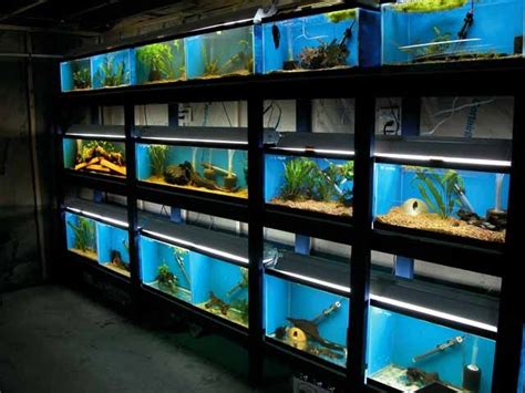 11 Great Fishrooms To Inspire You Aquarium Fish Store Fishing Room