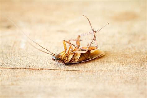 Rubbing alcohol works much like acetone, killing bed bugs on contact but not eradicating their eggs. Pest Control Toronto | Pest Exterminator Windsor ...