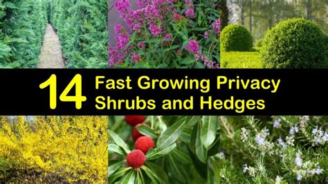 It makes a tough privacy screen or windscreen that is salt tolerant and grows best in full sun. 14 Fast Growing Privacy Shrubs and Hedges