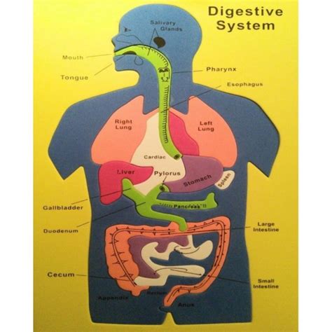 Parts Of Digestive System Human Anatomy Lab The Digestive System