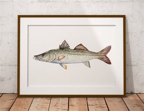 Print Of Watercolor Snook Fish Painting Etsy