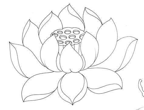 Lotus Blossom Drawing At Getdrawings Free Download