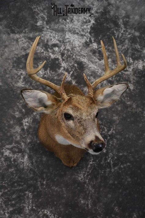 Whitetail Deer Shoulder Taxidermy Mount Sku 1542 All
