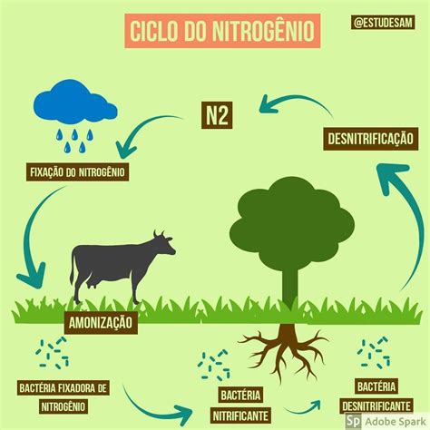 No Ciclo Biogeoquímico Do Nitrogênio Participam Vários Organismos Vivos