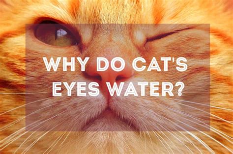 Why Are My Cats Eyes Watering Brown Cat Meme Stock Pictures And Photos