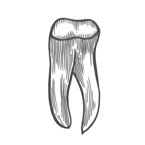 Royalty Free Canine Tooth Clip Art Vector Images And Illustrations Istock