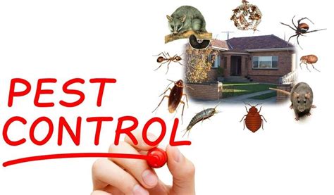 Pest Control Service In Chandigarh Pest Control Services Pest