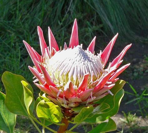 Allium schoenoprasum technically not quite a herb and more closely related to onions, leeks and g. Protea, SA Nasionale blom | Flora | Pinterest