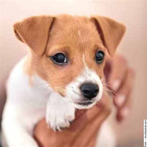 Sie wünschen sich schon langen einen hund? Hunde-Welpen - Part 04 - Hunde Reporter