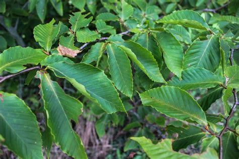 American Beech Halka Nurseries