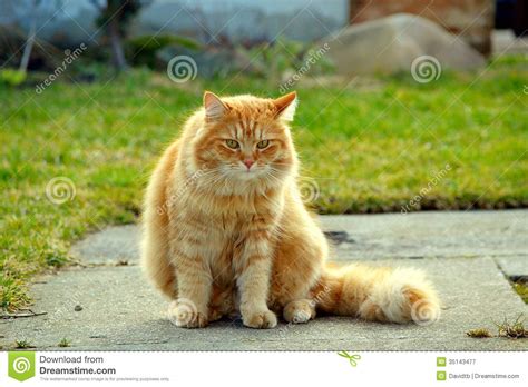 Beautiful Cat Stock Image Image Of Small Feline
