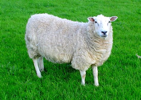 Lleyn Sheep Wikipedia