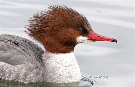 Its All In The I Details Magnificent Mergansers