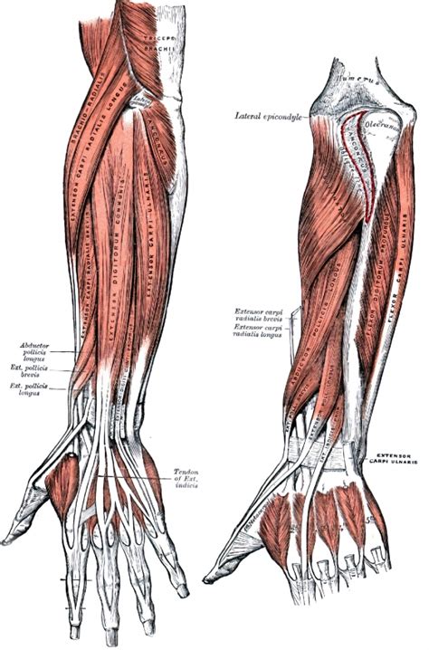 Posterior Surface Of The Forearm Human Anatomy Classroom Clip Art