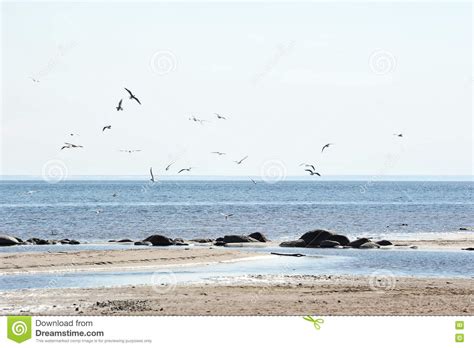 Seagulls Flying Over The Baltic Sea Stock Image Image Of Baltic