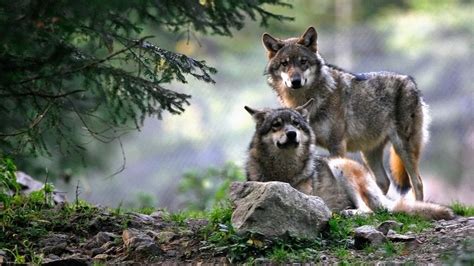 There are only 30 wolves in Norway—and 11,000 people applied to kill ...