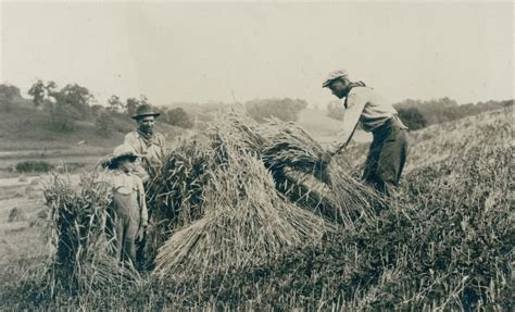 Farmer Laborer And Son Building Wheat Shocks In Field 1920 Farm