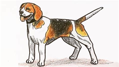 Dog Week How To Draw A Beagle Youtube