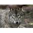 1st Confirmed Pack Of Wolves Spotted In Colorado