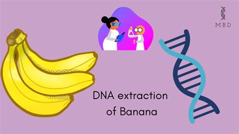 Lets Go Bananas And Extract Its Dna My Biology Dictionary