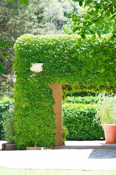 This diy living wall indoor worths some of your time and efforts. Climbing plants: 7 fast growing climbers, vines and creepers | Australian House and Garden