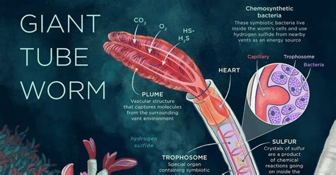 Jo-Anne's Ramblings: Indestructible Creatures/Giant Tube Worm