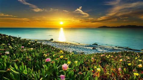 Sea Coast Meadow With Tropical Flowers Sandy Beach Calm Sea Orange Sky Sunset Hd Wallpapers For