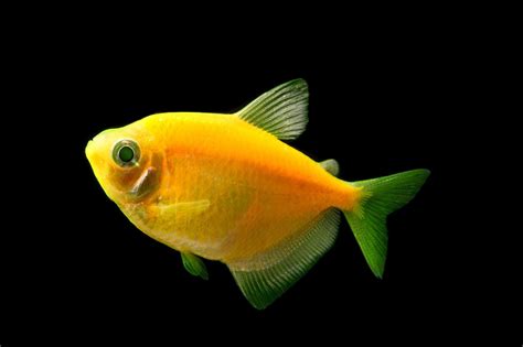 Glofish Sunburst Orange Glofish Tetra The Ifish Store The Ifish