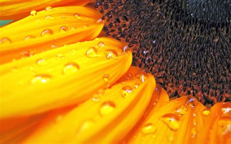 Macro Sunflower Hd Flowers 4k Wallpapers Images