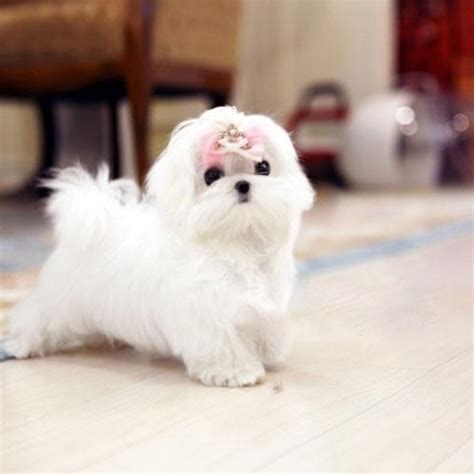 He is very loving and playful, and is already wee wee pad trained. Melody Micro Teacup Maltese