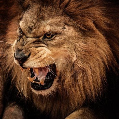 Close Up Shot Of Roaring Lion Photographic Print By Nejron