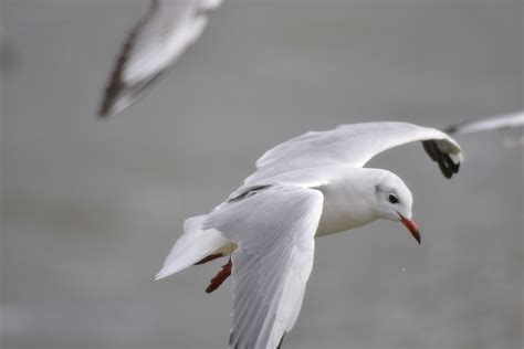 Free Images Sea Water Nature Bird Wing White Lake Seabird Fly