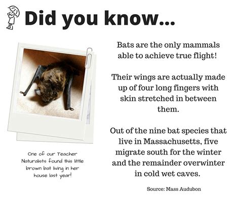 Puddlestompers Bat Facts Fun Facts Bat Species