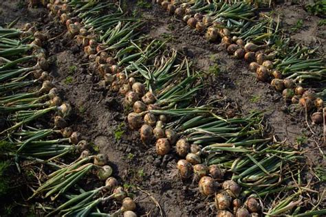How And When To Pick Up Your Onions Dig It Right Dig It Right