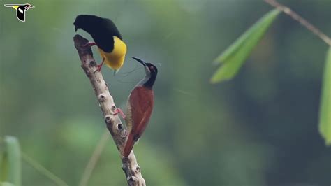 Twelve Wired Bird Of Paradise Nwf Ranger Rick