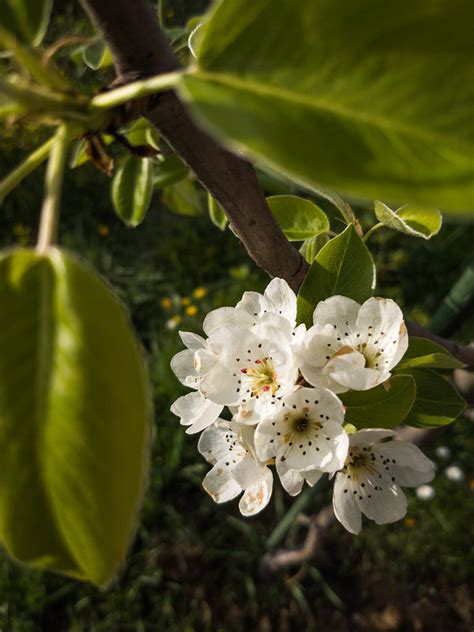 White Pear Tree Flowers On A Branch Ivan Radic Flickr