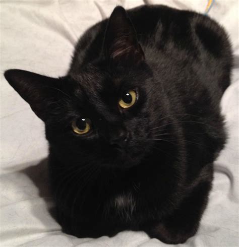 Black Cats Most Common Least Desired Fundamentally Feline