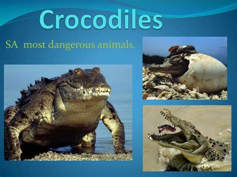 Ppt Crocodiles Powerpoint Presentation Free Download Id1843851