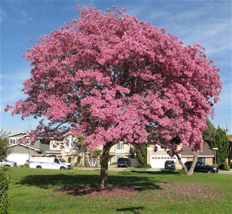Pacific horticulture society california buckeye a tree. California Gardens