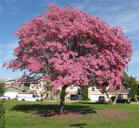 As with many other subtropical trees, this one drops most or all of its leaves just. California Gardens