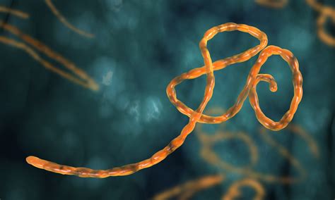Ebola virus disease (evd), formerly known as ebola haemorrhagic fever, is a rare but severe, often fatal illness in humans. New Ebola treatment trial starts in Sierra Leone | University of Oxford