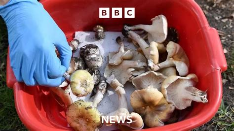 Bbc Suspected Mushroom Poisoning Woman Charged
