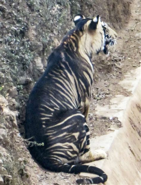 Extremely Rare ‘black Tiger Caught On Camera Only Six Exist In The Wild