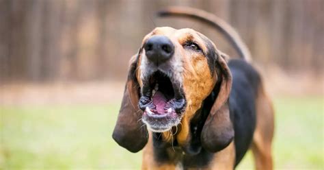 Why Is Your Dog Barking at Nothing? | Flipboard