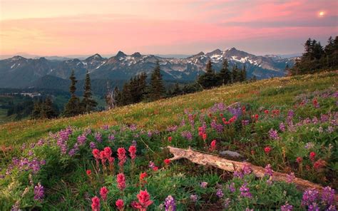 Mountain Flowers Wallpapers 4k Hd Mountain Flowers Backgrounds On