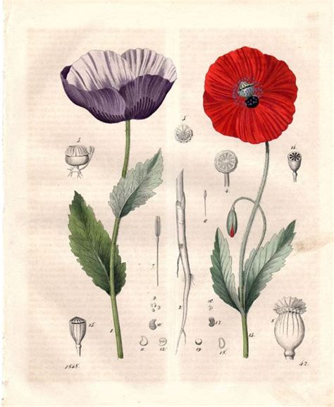 1848 Poppies Poppy Antique Botanical Print Colored Lithograph Etsy