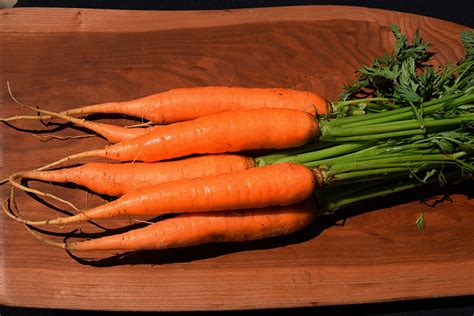 Adelaide Carrot Daucus Carota Var Sativus Adelaide In Milwaukee