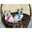 Beautiful Siamese Kittens  Petclassifiedscom