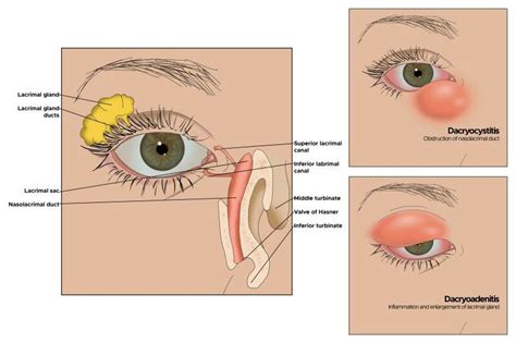 Illustration Of Eye Lacrimal Gland And Ducts Lacrimal Sac Download Scientific Diagram