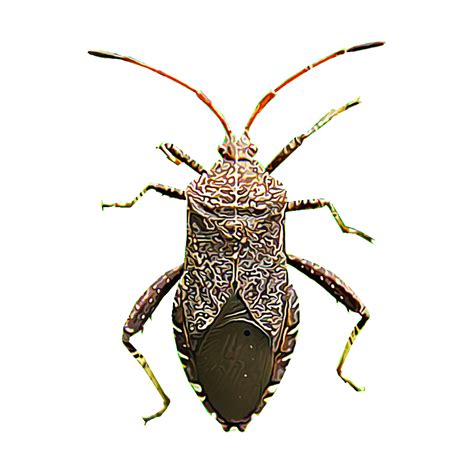 Identify And Control Squash Bugs